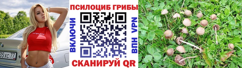 Купить  Голицыно  Псилоцибиновые грибы мицелий 
